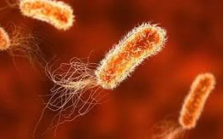 بكتيريا الأمعاء النافعة.. كيف نحفزها؟