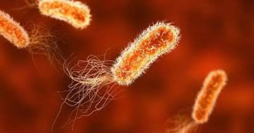 بكتيريا الأمعاء النافعة.. كيف نحفزها؟