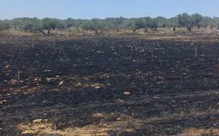 مستوطنون يحرقون 40 دونما مزروعة بالقمح في بلدة سبسطية قرب نابلس