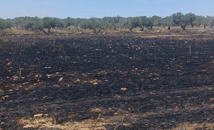 مستوطنون يحرقون 40 دونما مزروعة بالقمح في بلدة سبسطية قرب نابلس