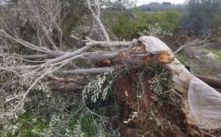 الزراعة توثق تضرر أكثر من 3 آلاف شجرة جراء اعتداءات الاحتلال والمستوطنين بالضفة