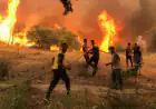 حصيلة مؤلمة لضحايا حرائق الغابات في الجزائر